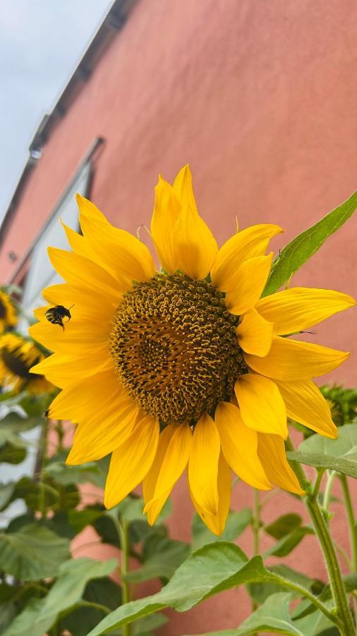 Agriturismo Su Barraccu Loceri Экстерьер фото
